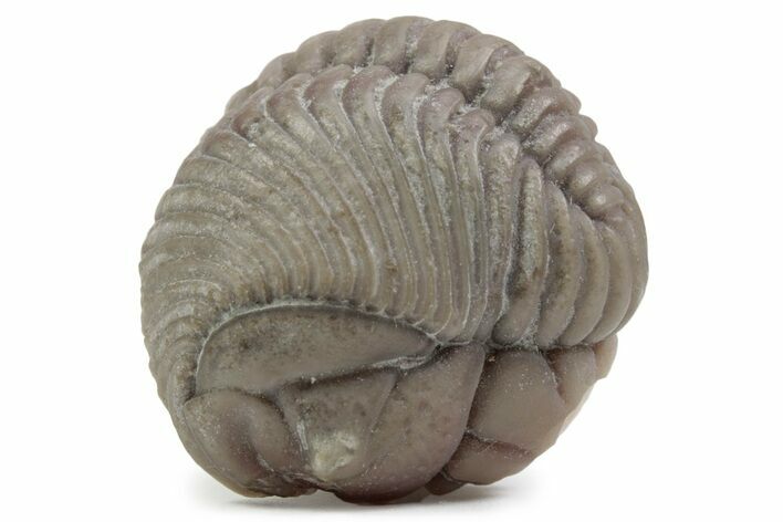 Bargain, Partial Pliomera Fischeri Trilobite - Russia #363229
